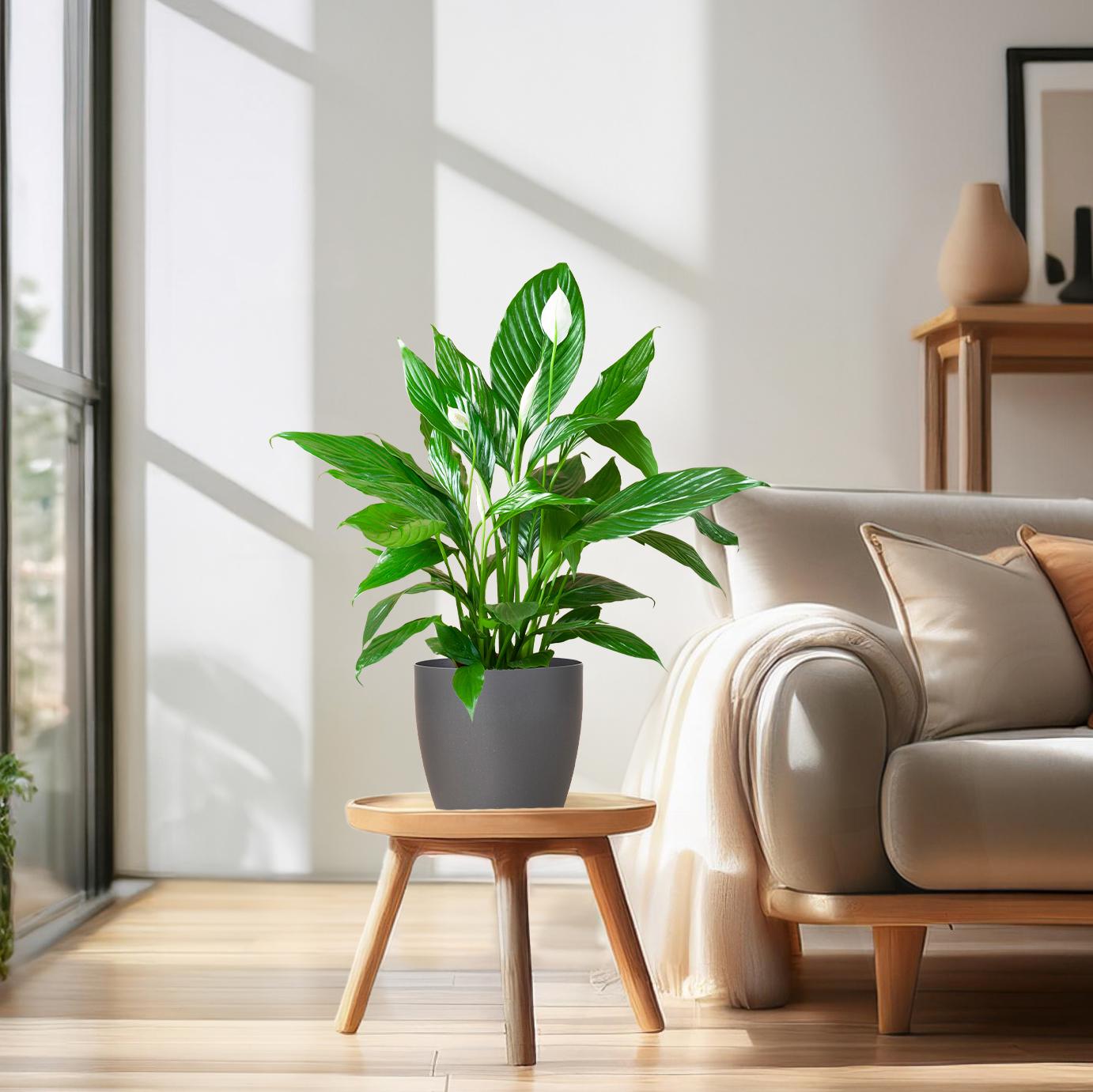 🤍 Spathiphyllum – Lepelplant met Vibers Pot Grijs