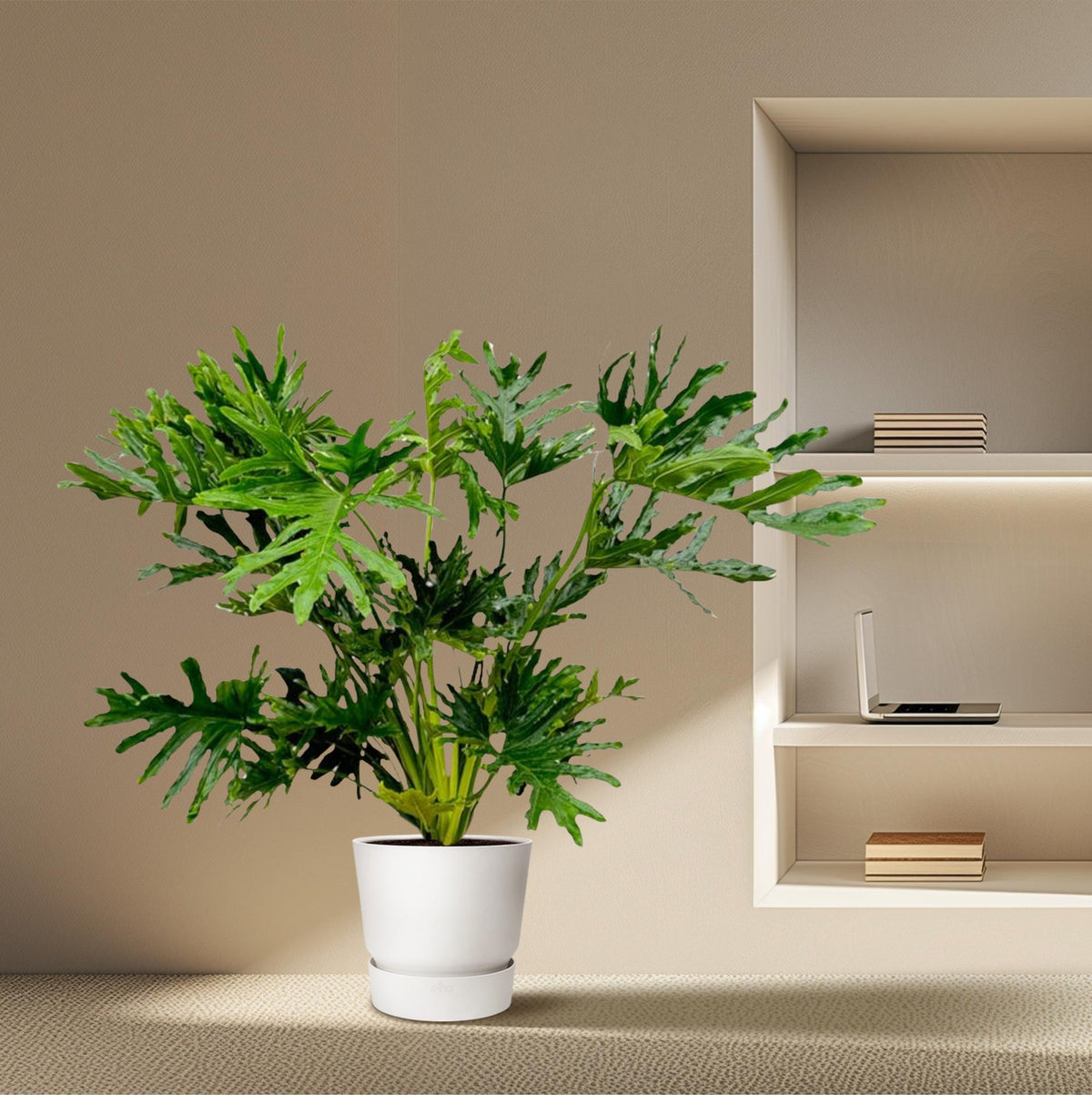 🌿 Philodendron Selloum – Grote tropische kamerplant