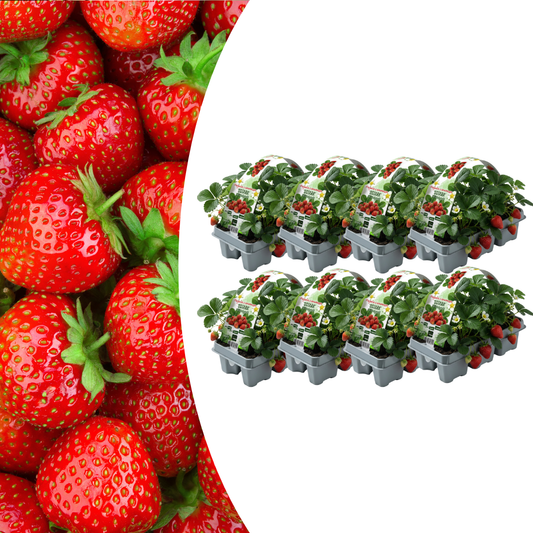 🍓 Biologische Aardbeiplanten | 48 Planten | 8x6 Pack | Fragaria