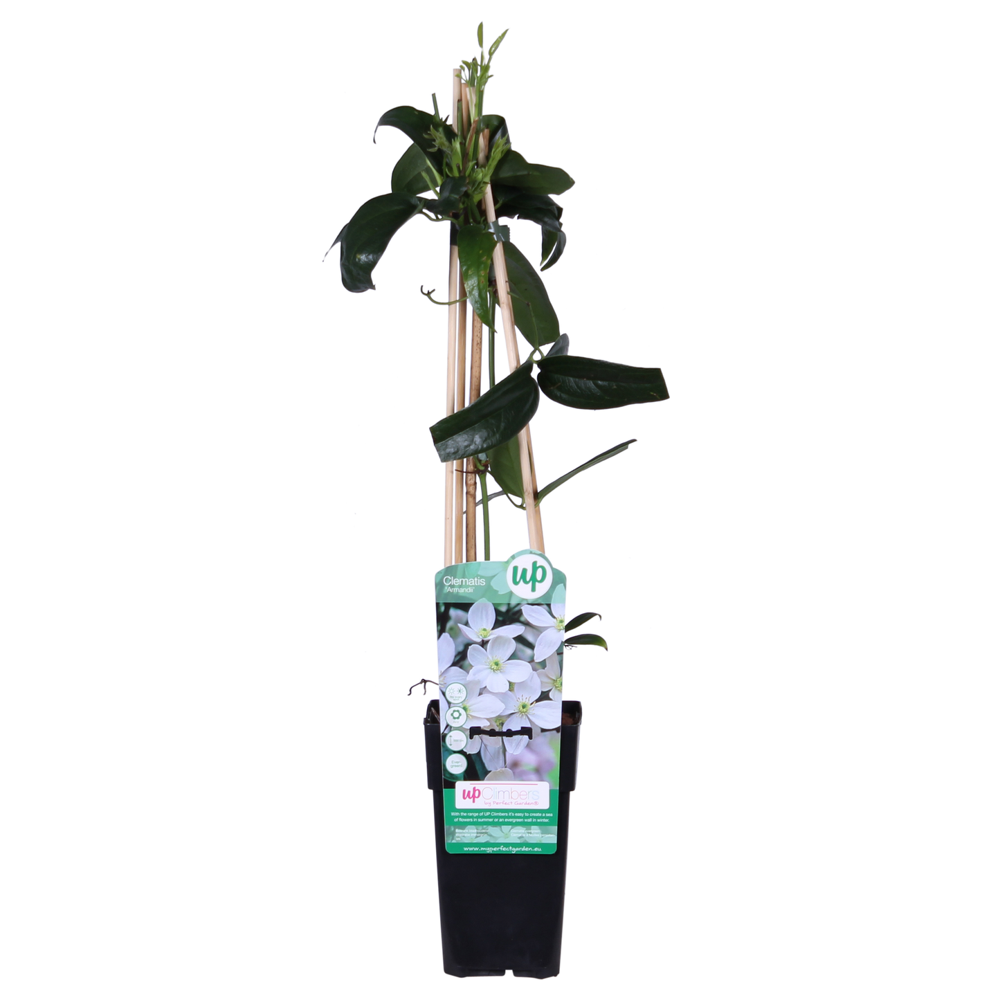 🌸 Clematis armandii – Groenblijvende Klimplant