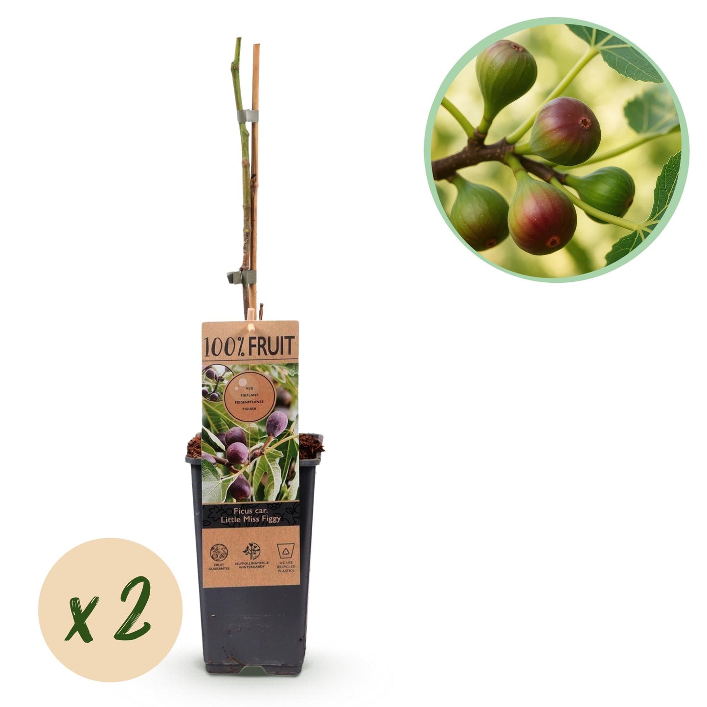 🌿 Ficus carica ‘Little Miss Figgy’ – Vijgenboom (2 Stuks)