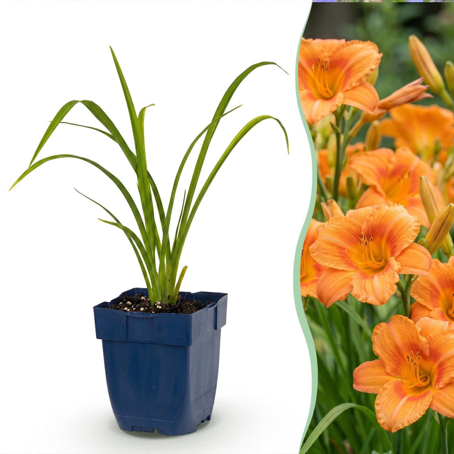 🌿 Hemerocallis 'Mauna Loa' – Oranje Daglelie | 3 stuks