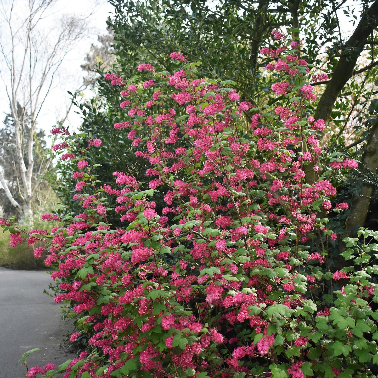 ❤️ Ribes sanguineum ‘King Edward’ – Sierbes