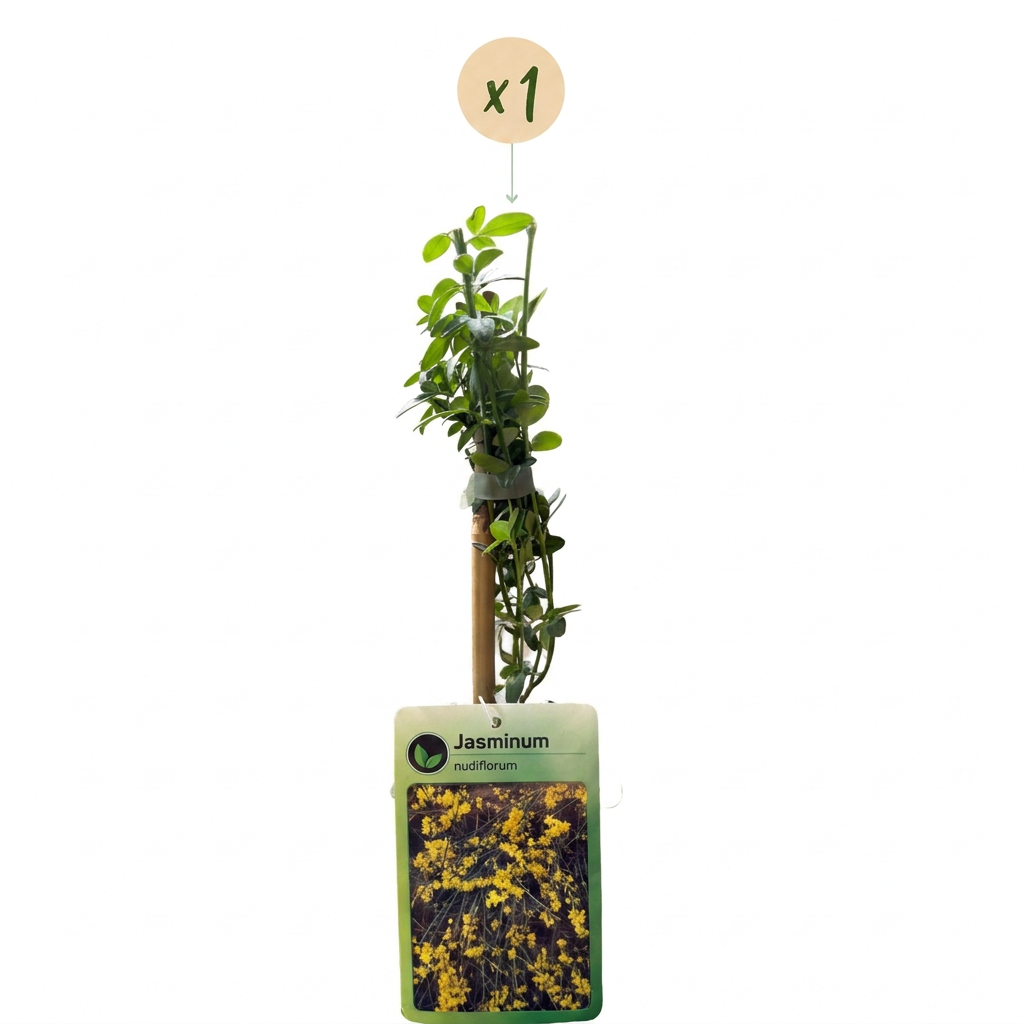 🌼 Jasminum nudiflorum – Winterjasmijn – Gele winterbloeier
