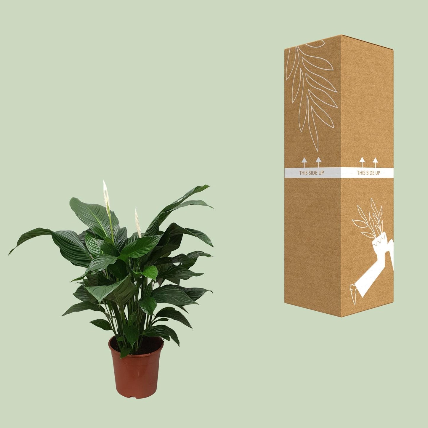 🌿 Spathiphyllum ‘Sweet Silvana’  Lepelplant