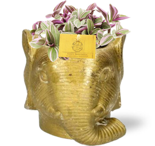 🌿 Tradescantia ‘Sweetness’ | Hangplant met Gouden Olifant Planter