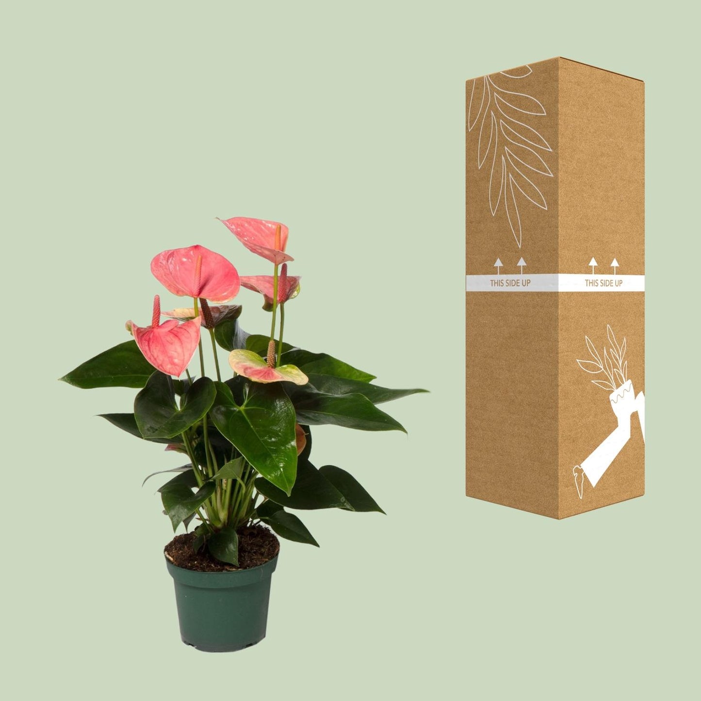 🌸 Anthurium ‘Sweet Dream’ Flamingoplant