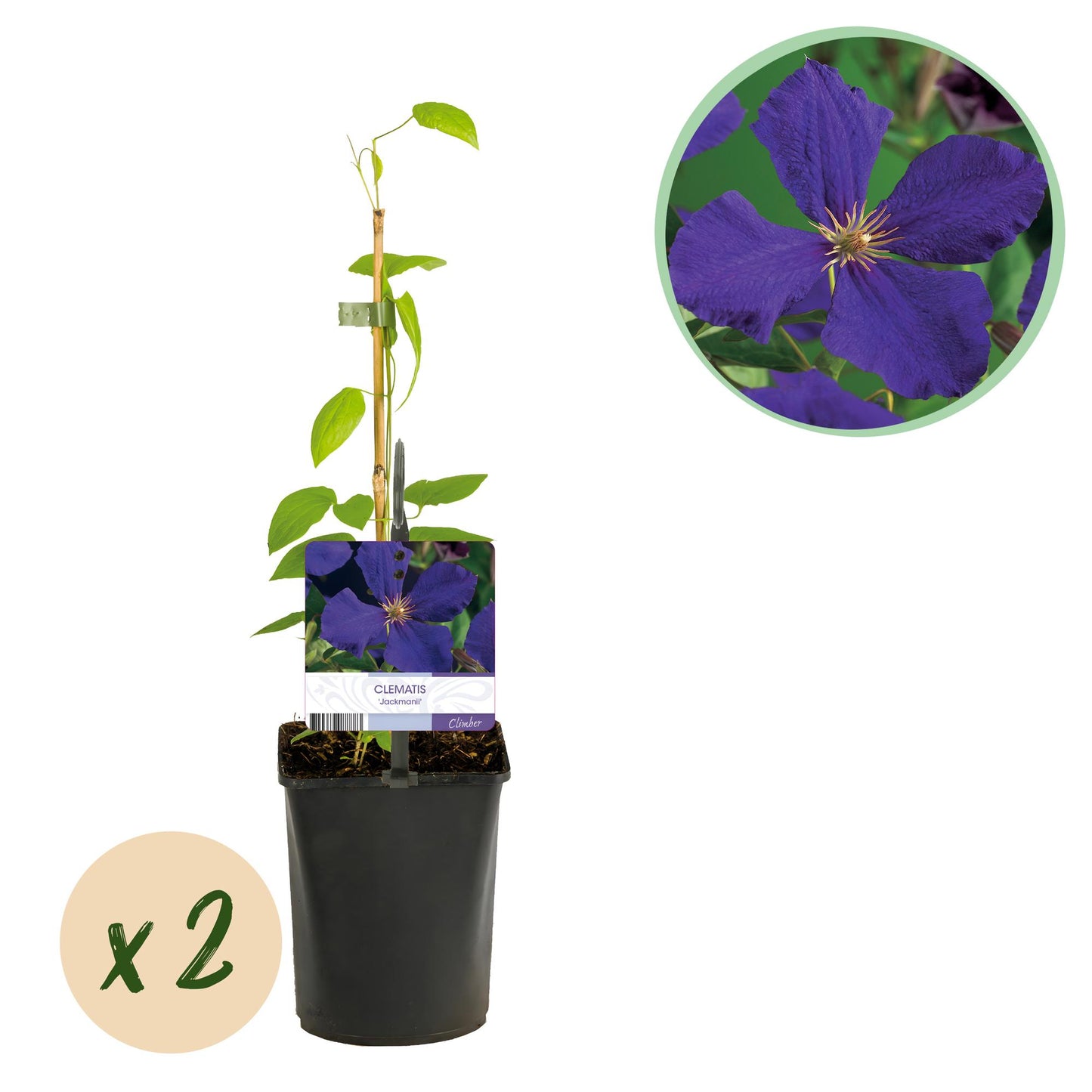 💙 Clematis ‘Jackmanii’ – Blauwe Clematis | (2 stuks)