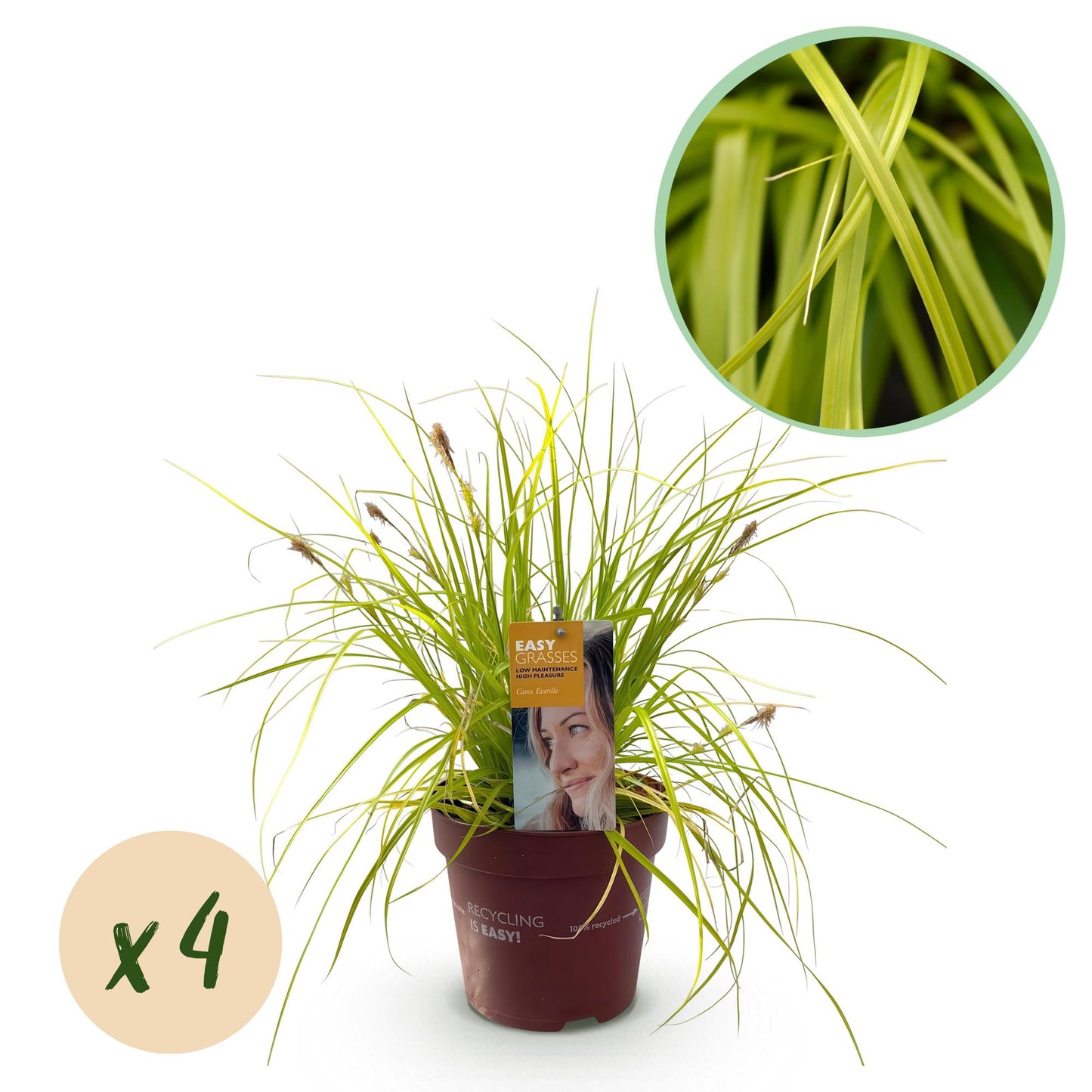 🌾 Carex oshimensis ‘Everillo’ – Geel Siergras | (4 stuks)