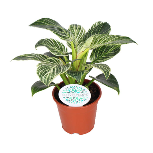 🌿 Philodendron Birkin | Luxe Kamerplant met Uniek Blad