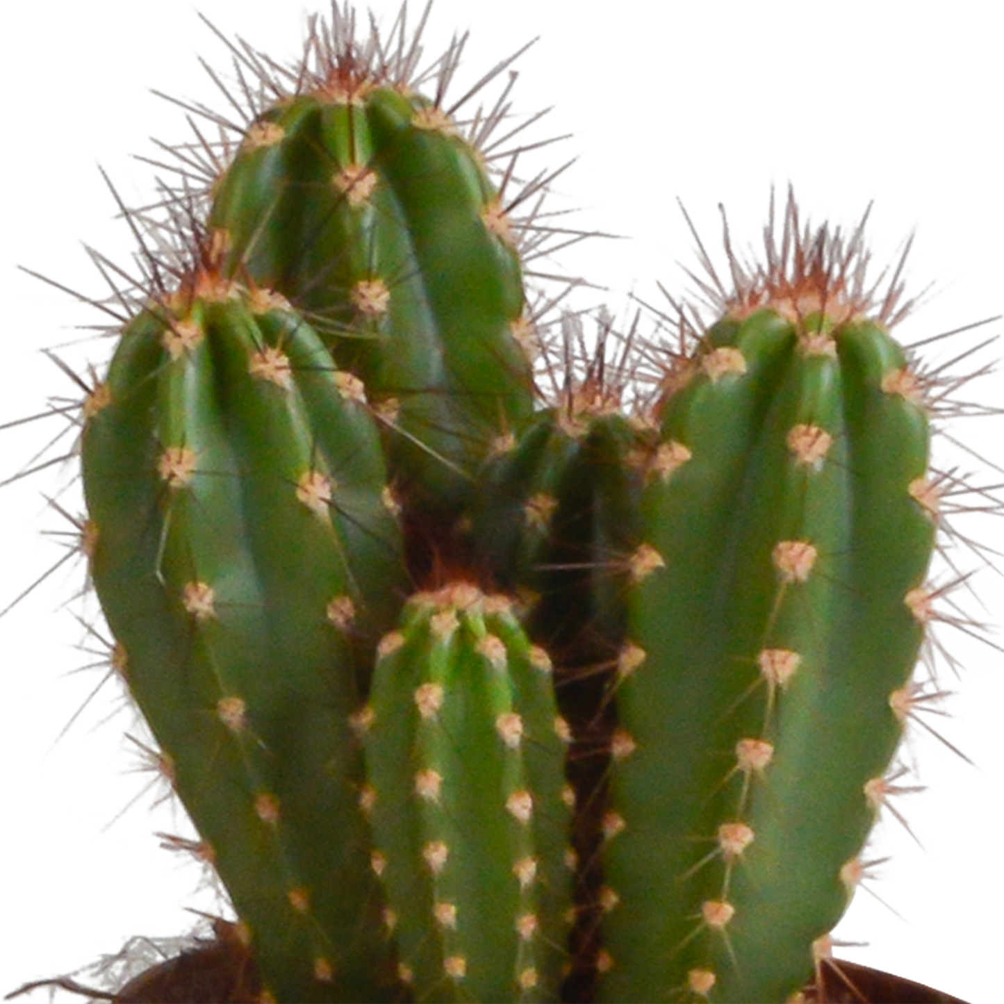 🌵 Cereus Mix – Set van 3 Cactussen – Ø10,5cm – Zonder pot – Stoer & Onderhoudsarm