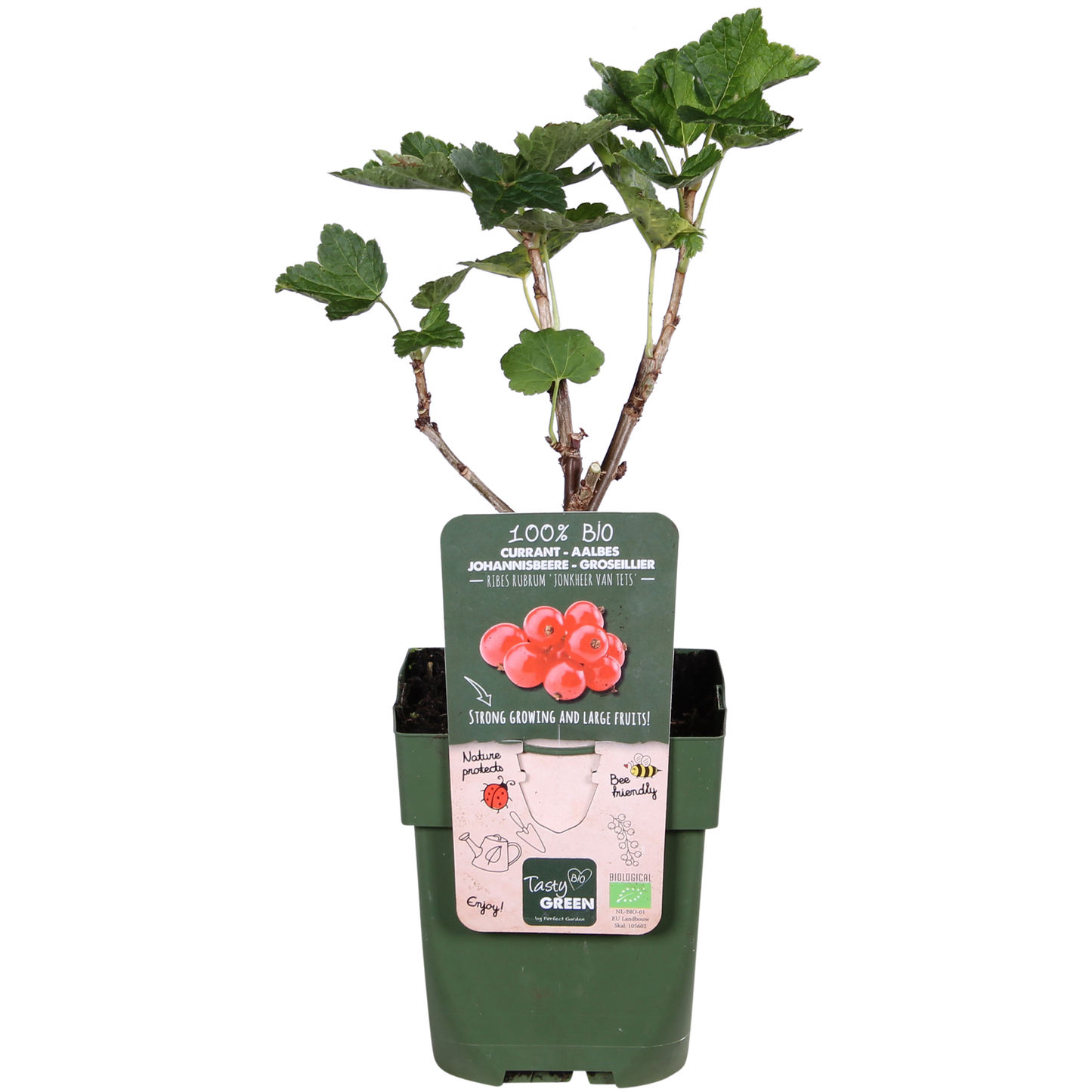 🍒 Ribes rubrum ‘Jonkheer van Tets’ – Aalbes