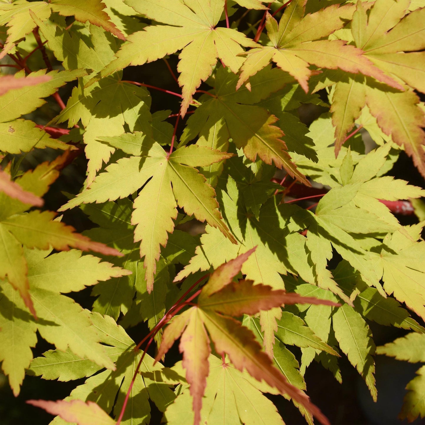 🌳 Acer palmatum ‘Summergold’ – Japanse Esdoorn (2 Stuks)