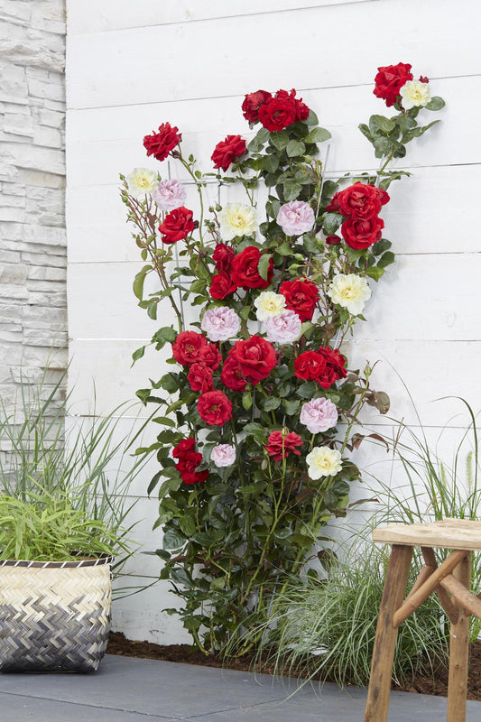 🌸 Rosa Crazy in Love ‘Pink’ – Roze Klimroos