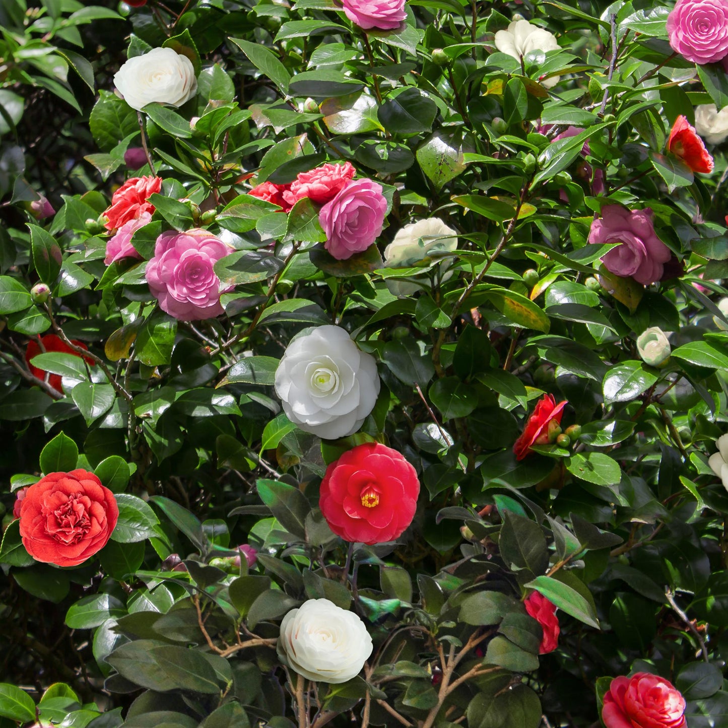 🌸 Camellia japonica ‘Tricolour’ – Camelia