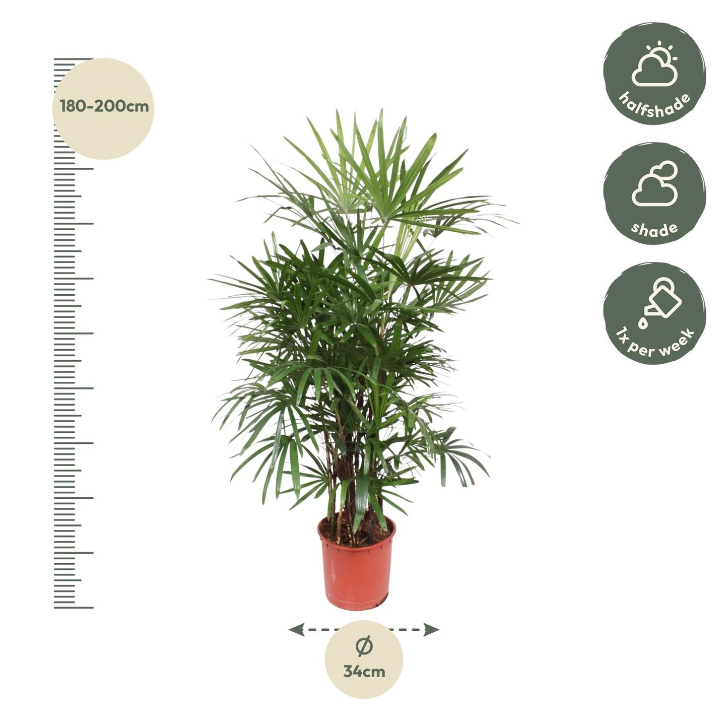 🌿 Rhapis Excelsa - Stokpalm of Ladypalm