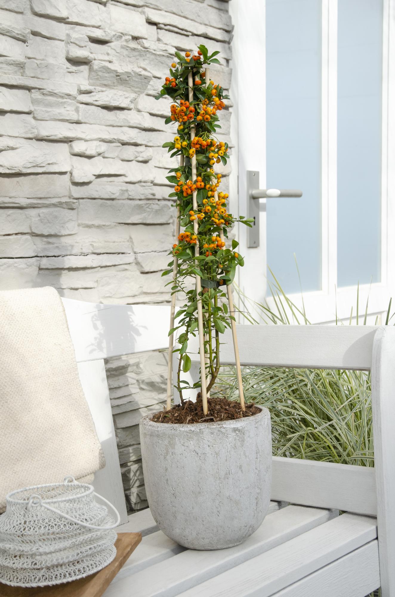 🌿 Pyracantha ‘Orange Glow’ – Vuurdoorn (3 Stuks)