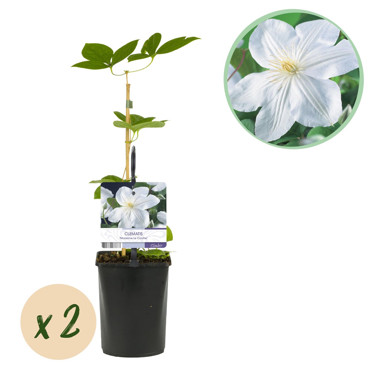 🤍 Clematis ‘Madame Le Coultre’ – Klimplant (2 Stuks)