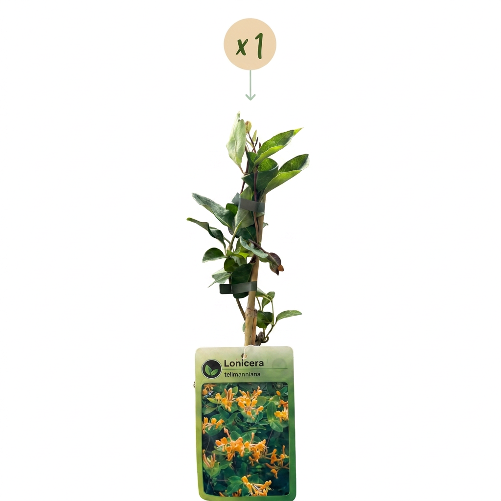 🧡 Lonicera × tellmanniana – Tellmann-kamperfoelie – Oranjegele klimplant