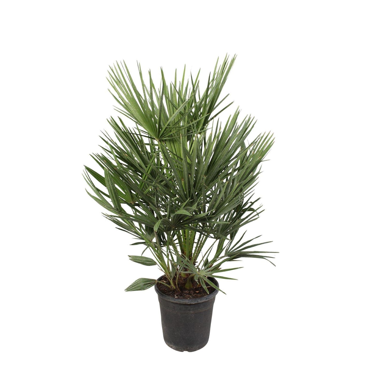 🌴 Chamaerops humilis – Mediterrane Dwergpalm