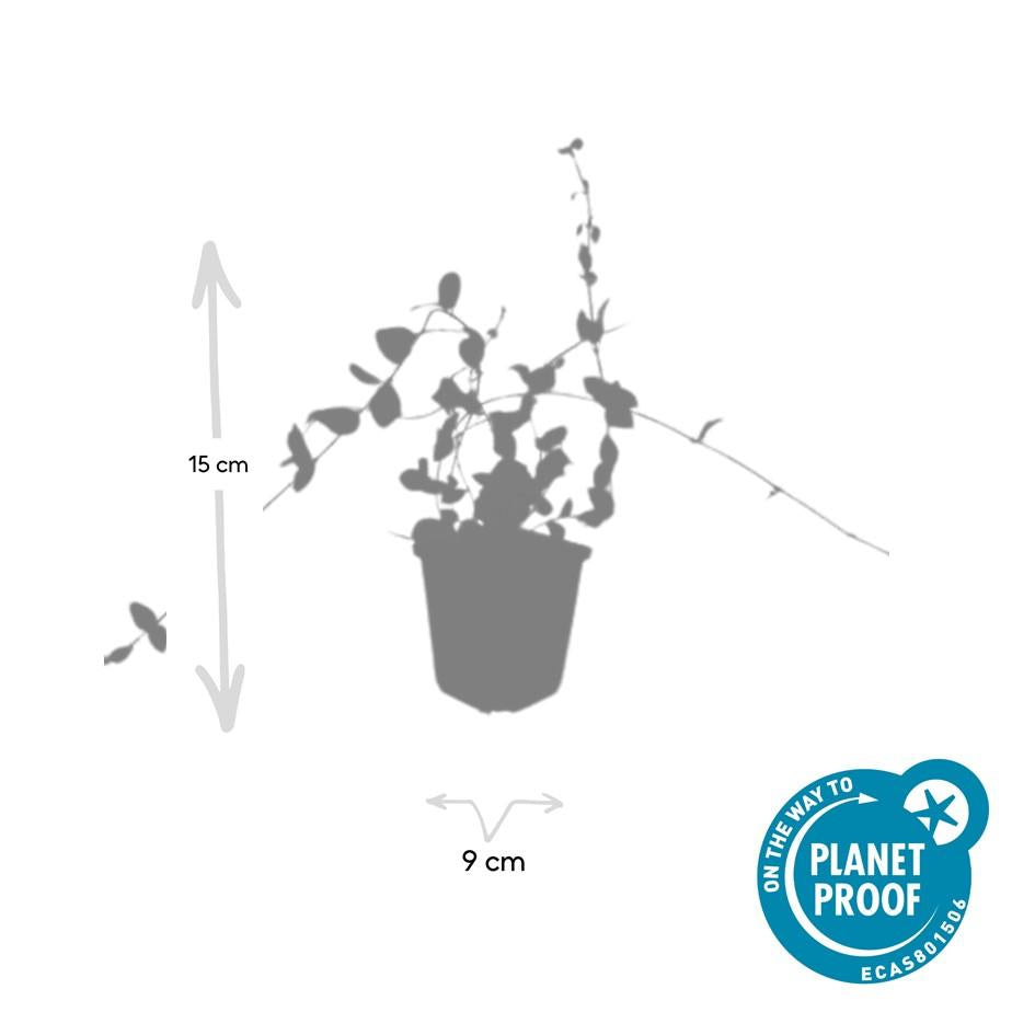 48x Vinca minor ‘Blue and Gold’ – Bodembedekker – ↕10-25 cm – Ø9 cm