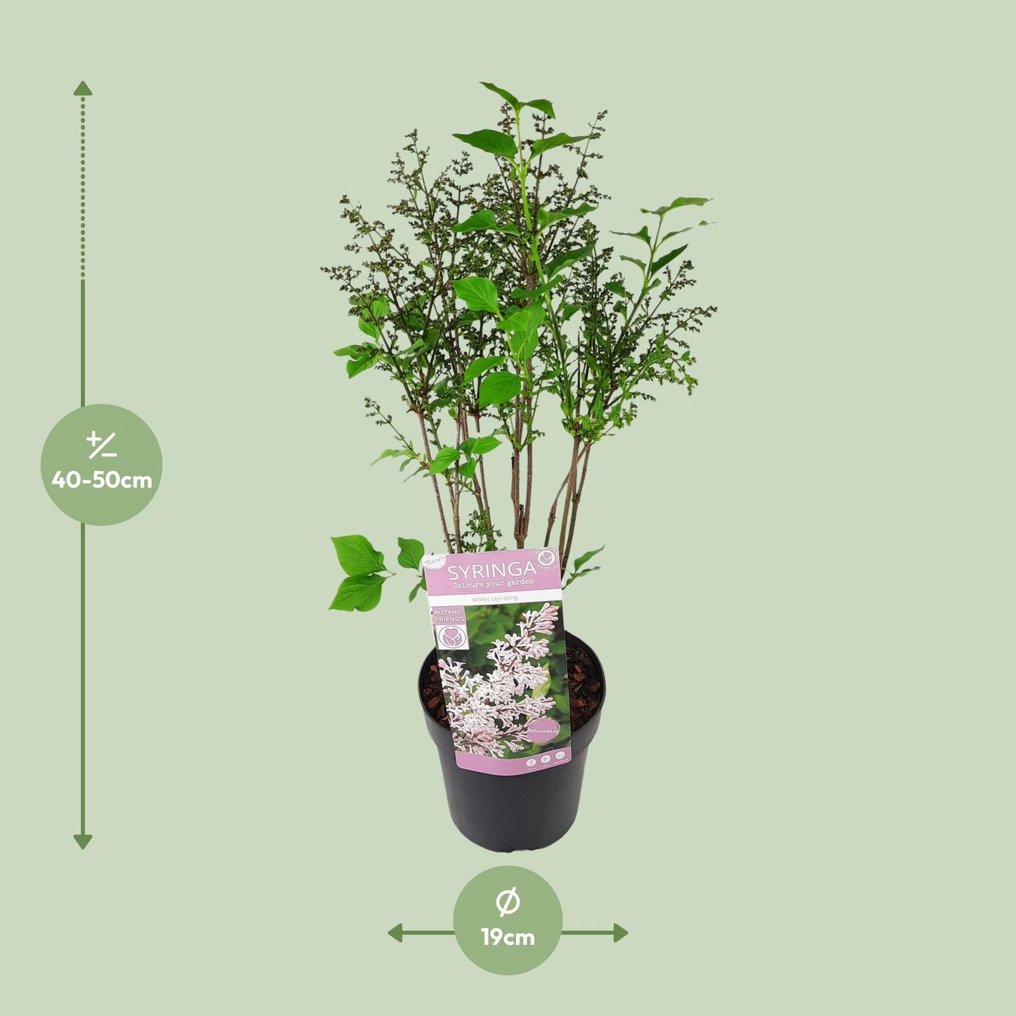 💜 Syringa patula ‘Violet Uprising’ – Compacte Sering met Paarse Bloemen