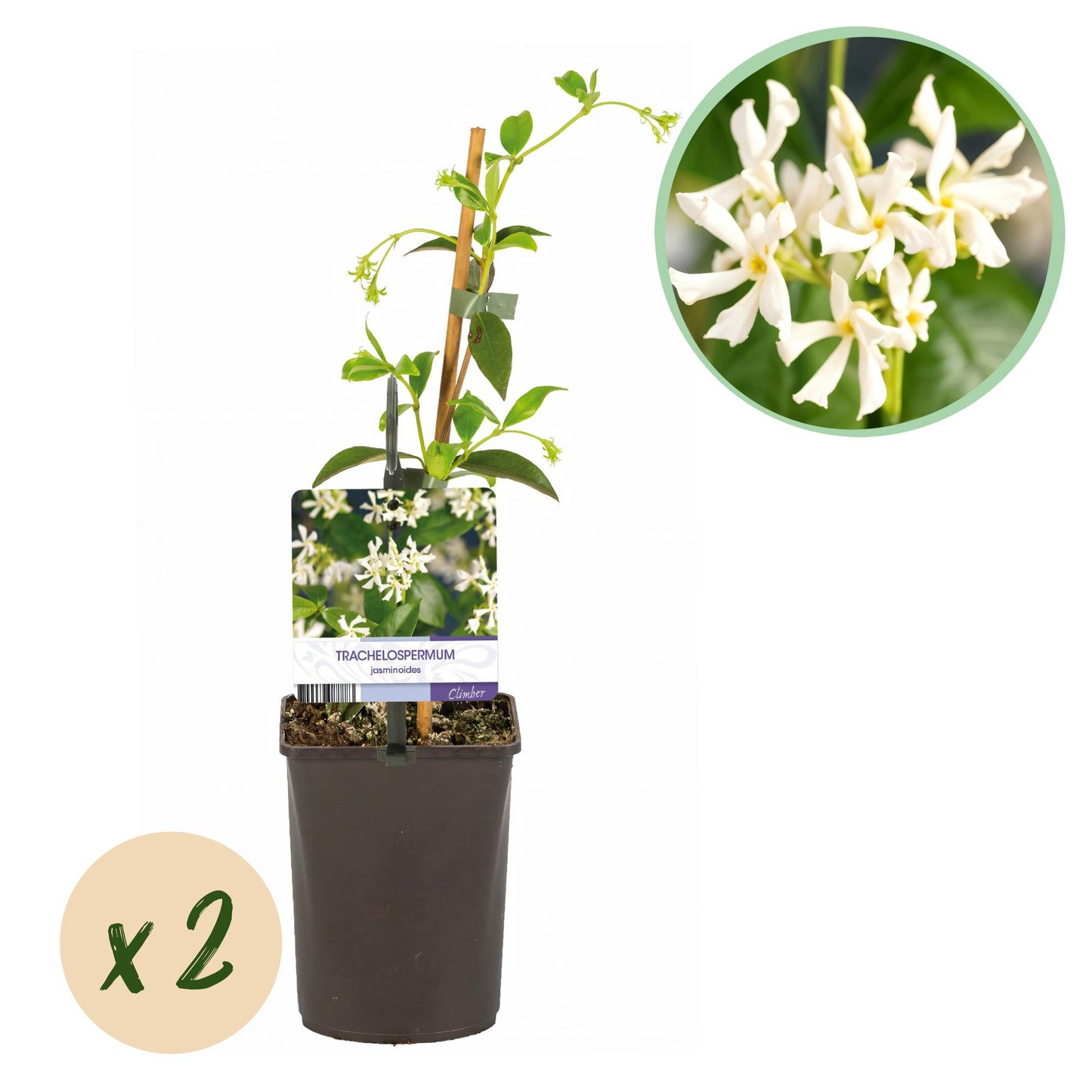 🌸 Trachelospermum jasminoides – Toscaanse Jasmijn (2 stuks)