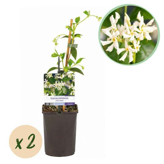 🌸 Trachelospermum jasminoides – Toscaanse Jasmijn (2 stuks)