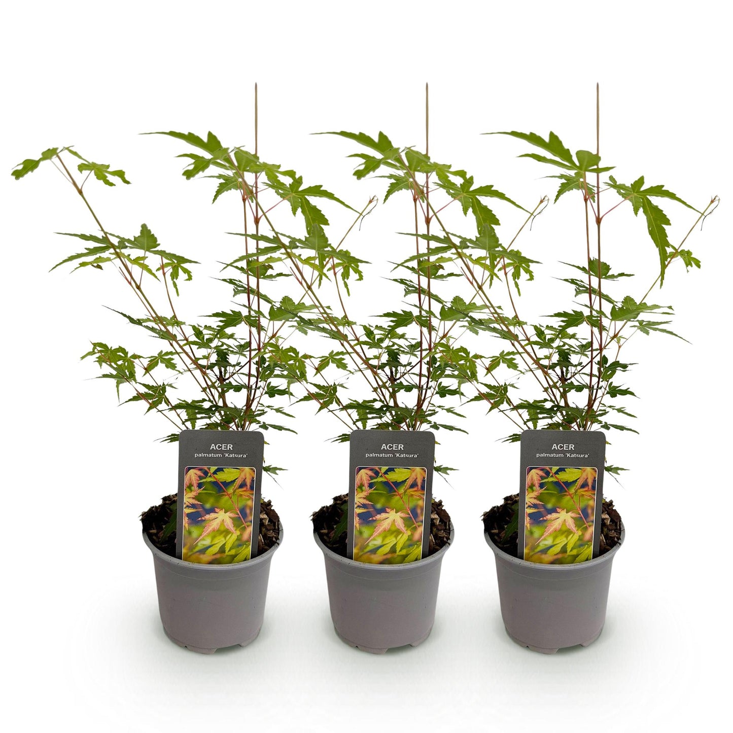 🍁 Acer palmatum ‘Sangokaku’ – Japanse Esdoorn Groen (3 stuks)