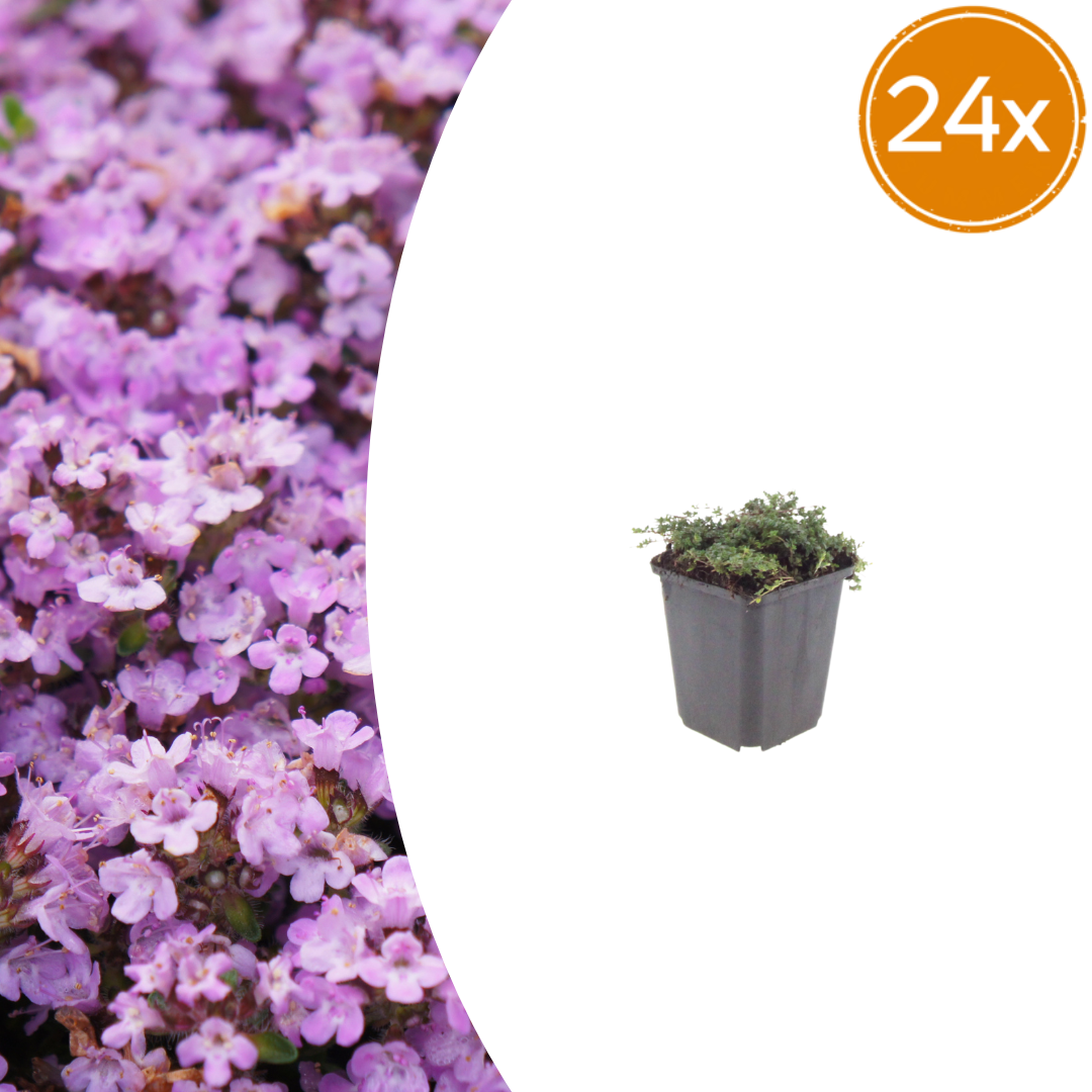 🌸 Thymus ‘Purple Beauty’ – Winterharde Bloeiende Bodembedekker (24 stuks)