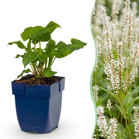 🌿 Persicaria amplexicaulis 'Alba' – Witte Duizendknoop | 3 stuks
