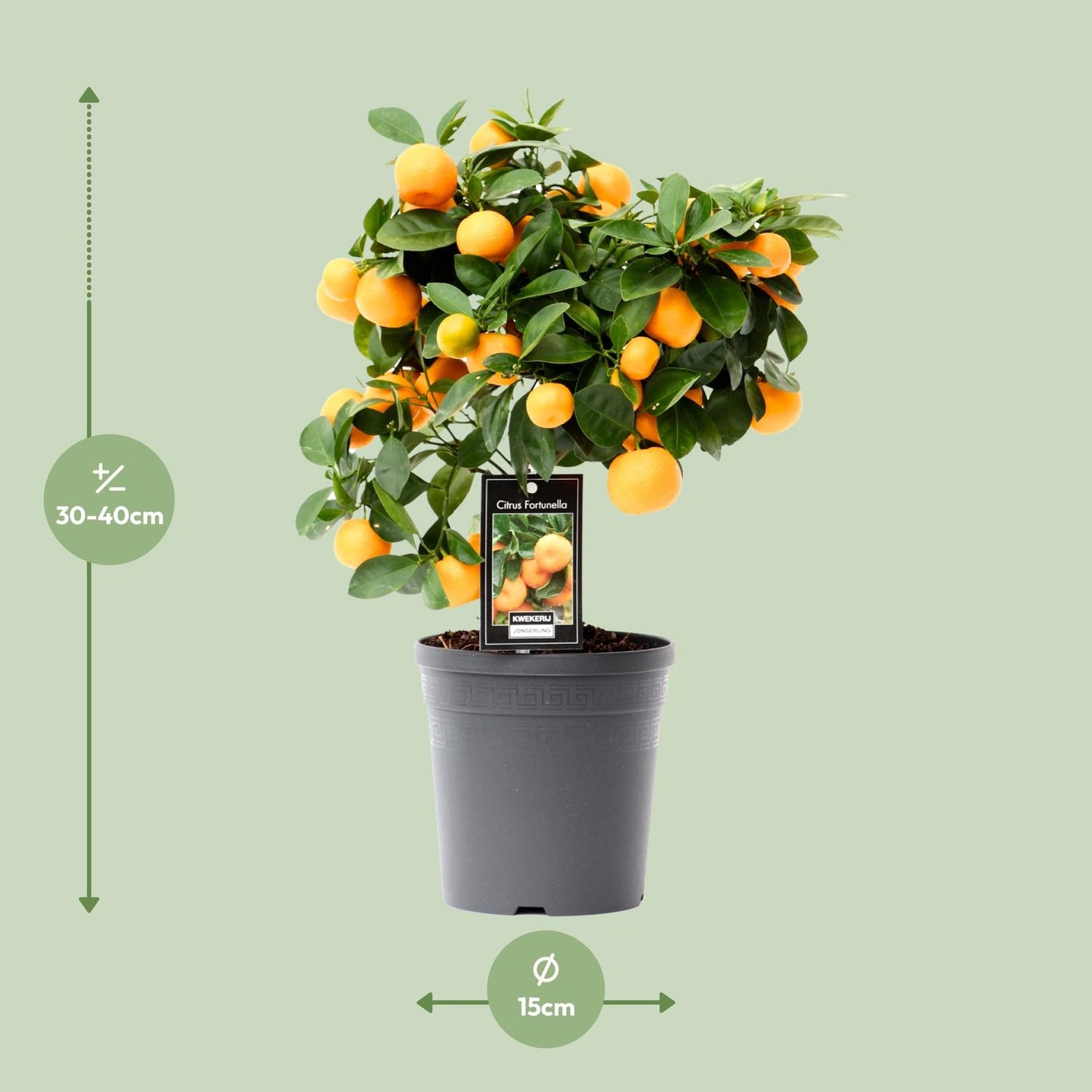 🍊 Citrus ‘Calamondin’