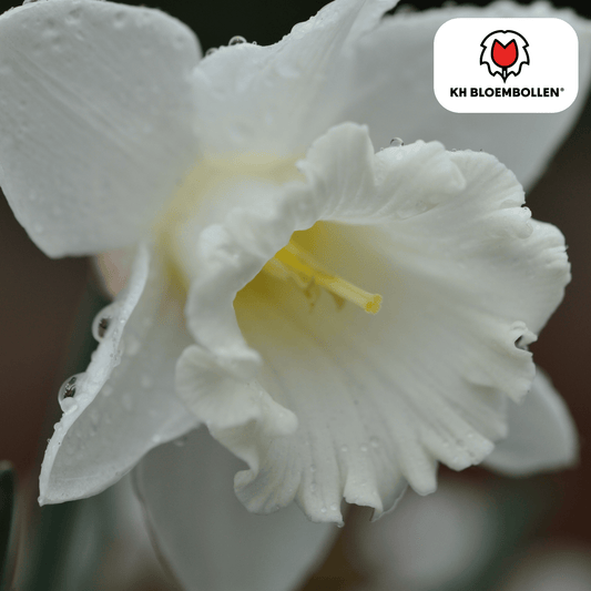 🌼 Narcis ‘Snow Baby’ Vroege Voorjaarsfavoriet (20 stuks)