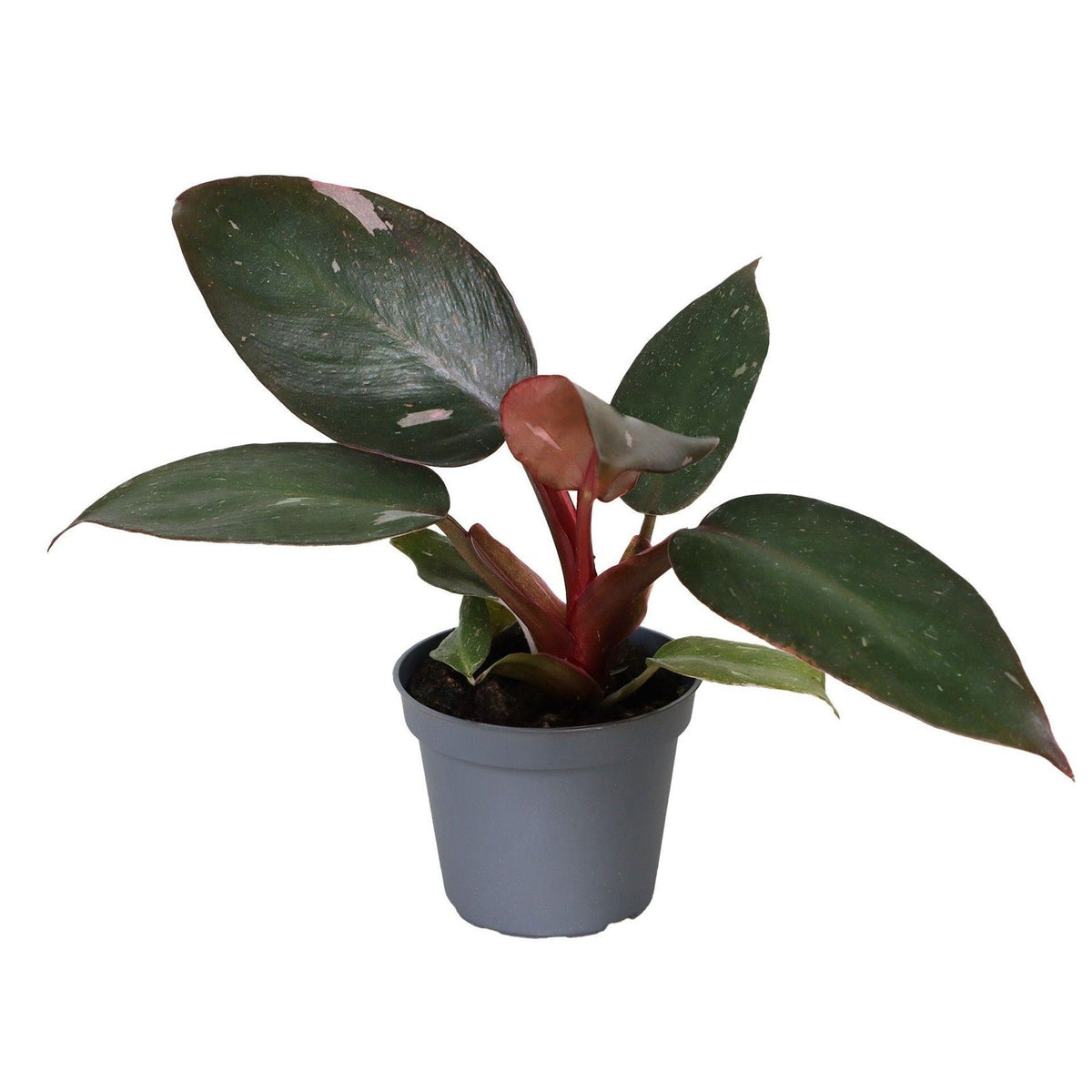 🌸 Philodendron ‘Pink Princess’ – Roze bonte kamerplant