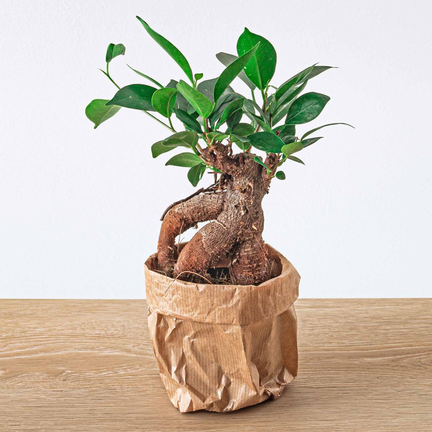 🌿 Ficus Ginseng Bonsai | Mini Bonsai Kamerplant