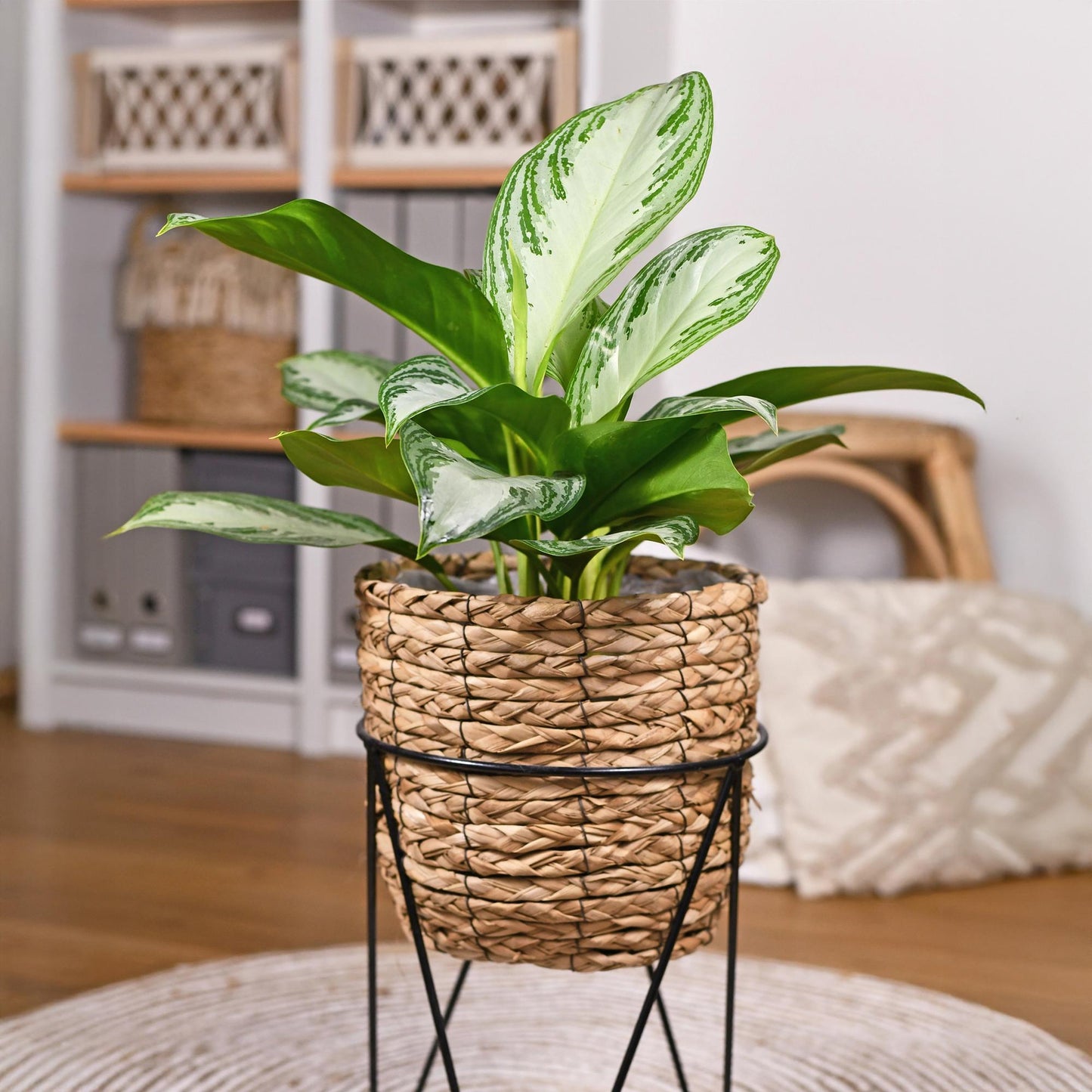 🌿 Aglaonema ‘Silver Bay’ | Zilverblad Kamerplant