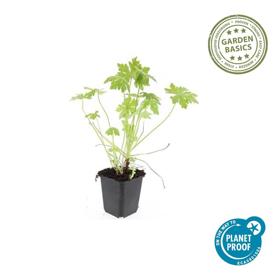 🌸 Geranium macrorrhizum – Ooievaarsbek (6 Stuks)