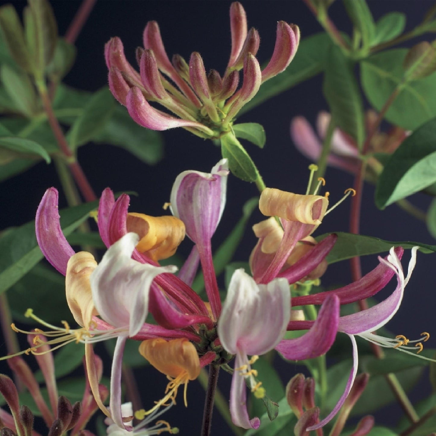 🌸 Lonicera serotina – Kamperfoelie (2 Stuks)
