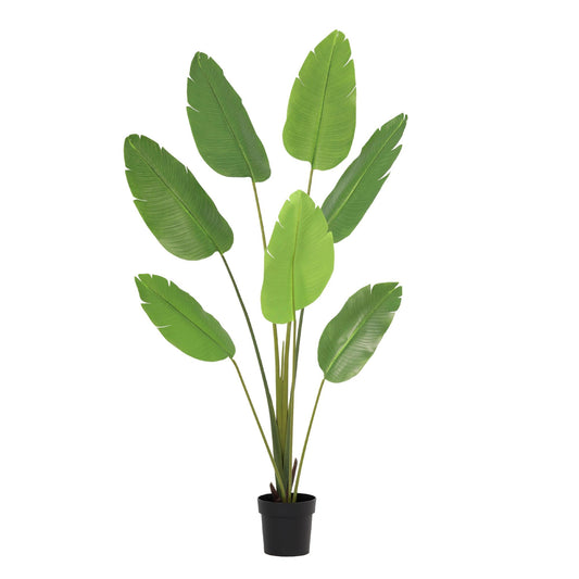 🌿 Kunst Strelitzia Nicolai