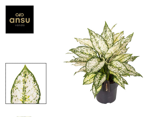 🌿 Aglaonema White Kiwi | Luchtzuiverende Kamerplant