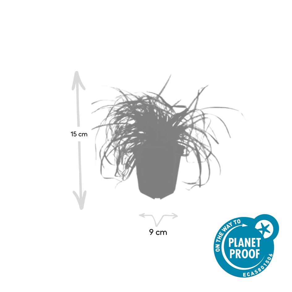 🌾 Carex ‘Evergold’ – Wintergroen Siergras voor Zon & Halfschaduw (24 stuks)