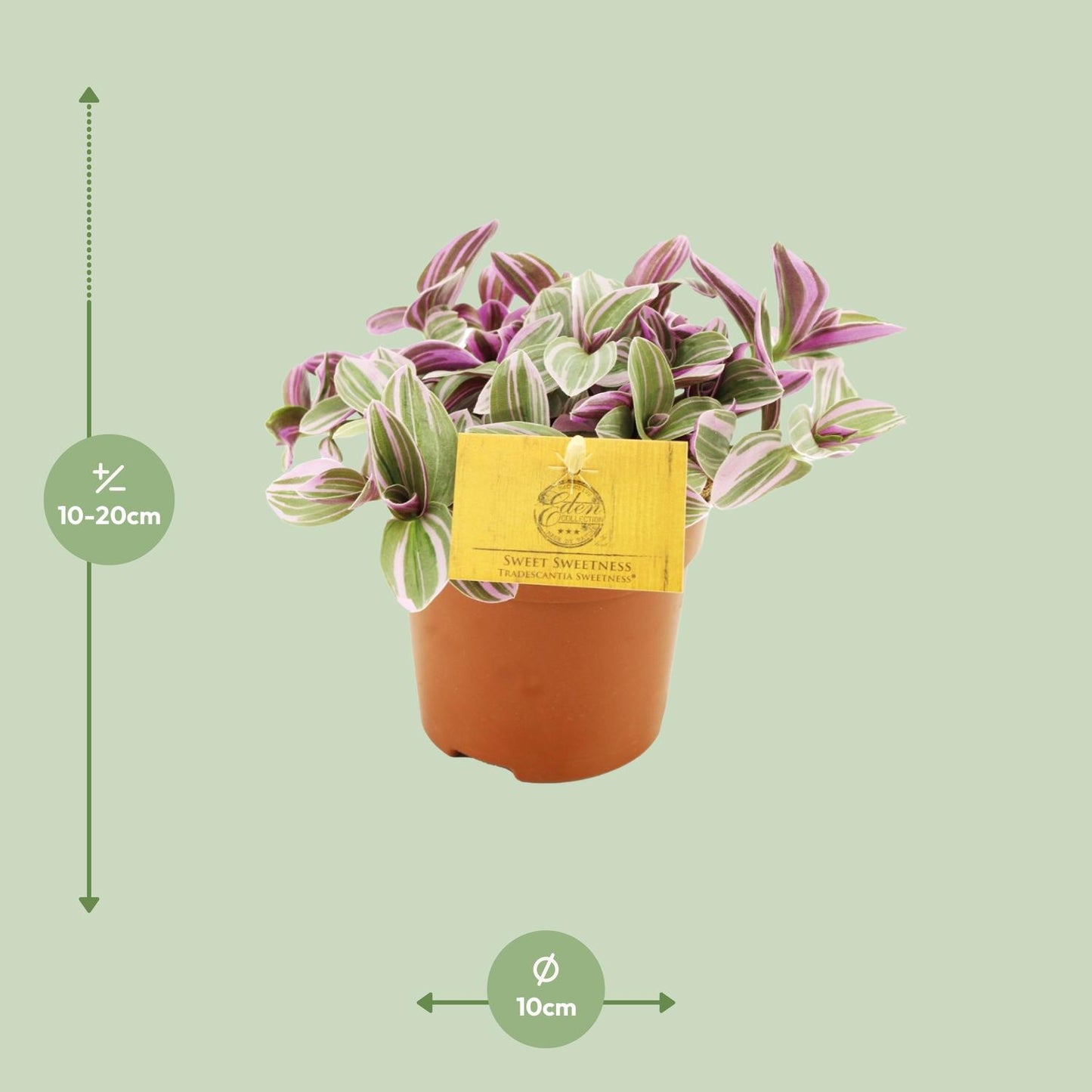 🌿 Tradescantia Sweetness | Makkelijke Hangplant