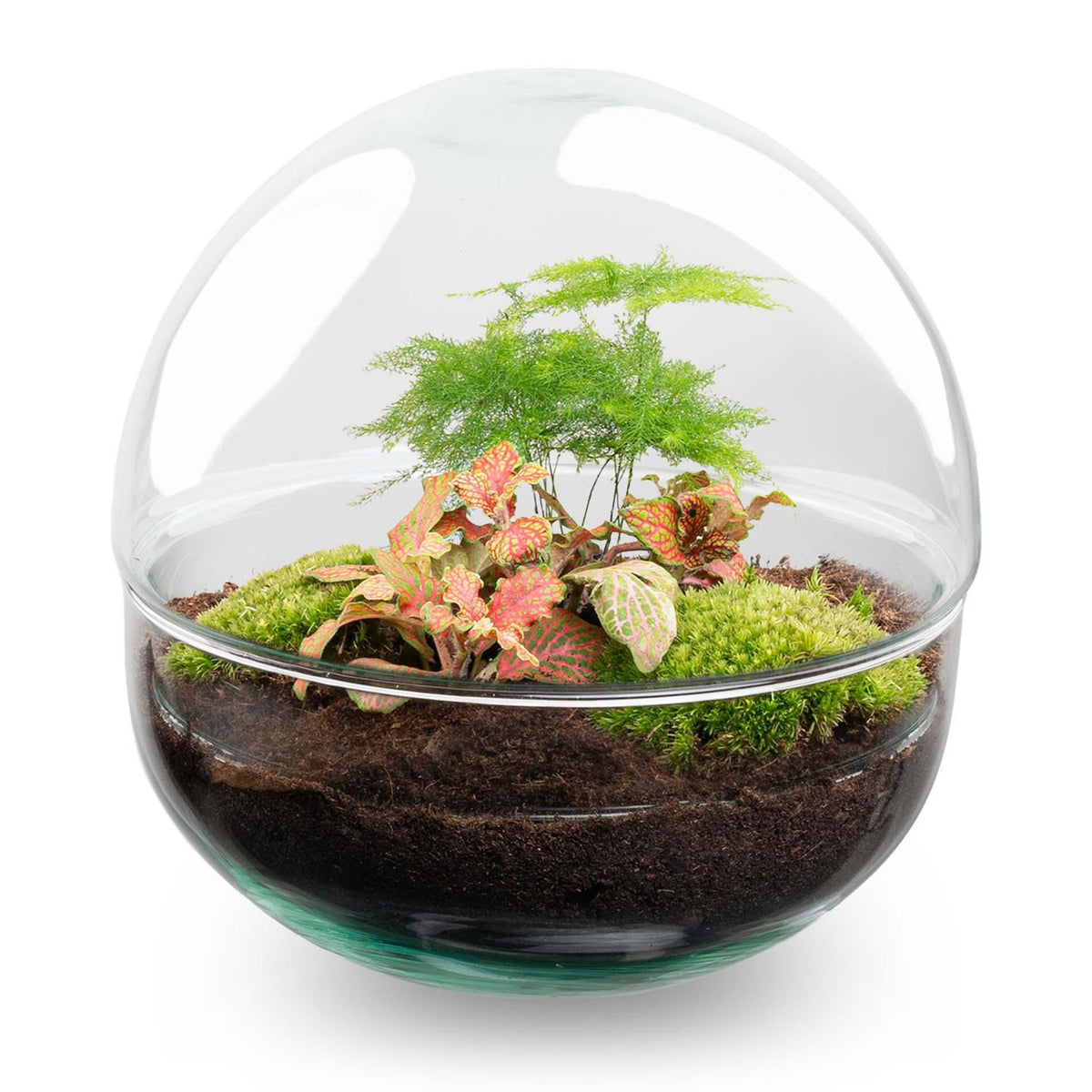 🌿 DIY Plantenterrarium Bolglas – Dome Red