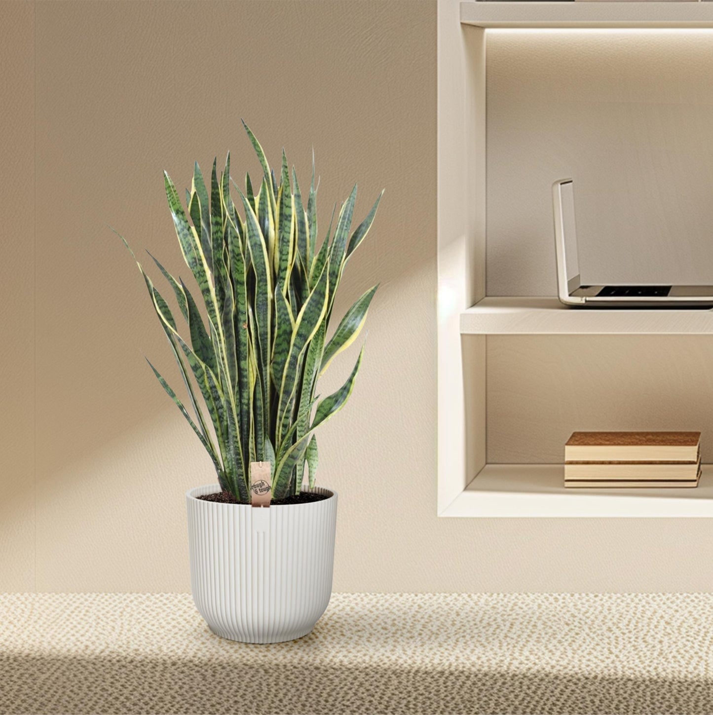🌿 Sansevieria Laurentii Sterke Kamerplant (Vrouwentong)