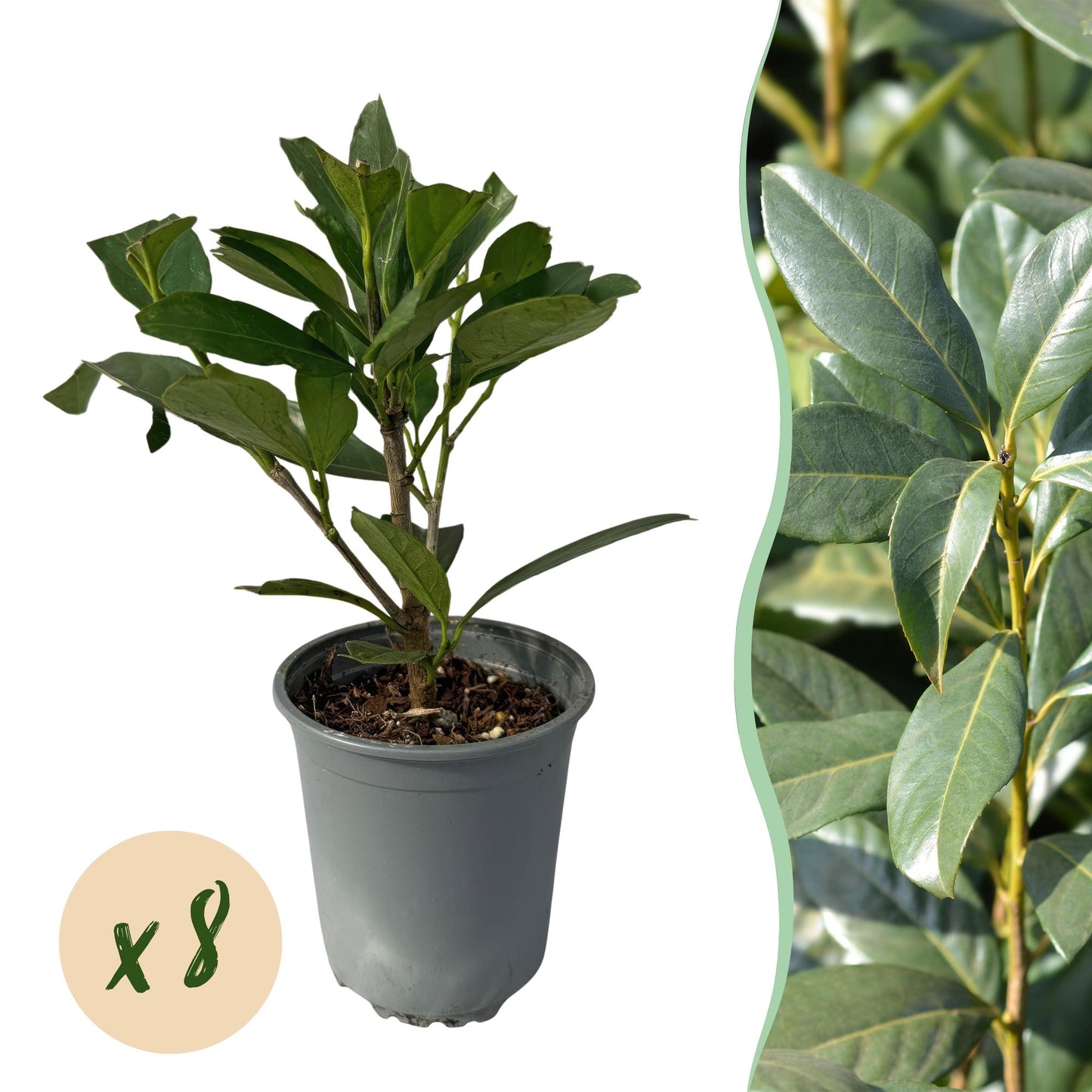 🌿 Prunus laurocerasus ‘Caucasica’ | Laurierhaag (8 Stuks)