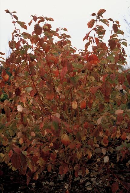 🔥 Cornus sanguinea ‘Midwinter Fire’ – Kornoelje (6 Stuks)