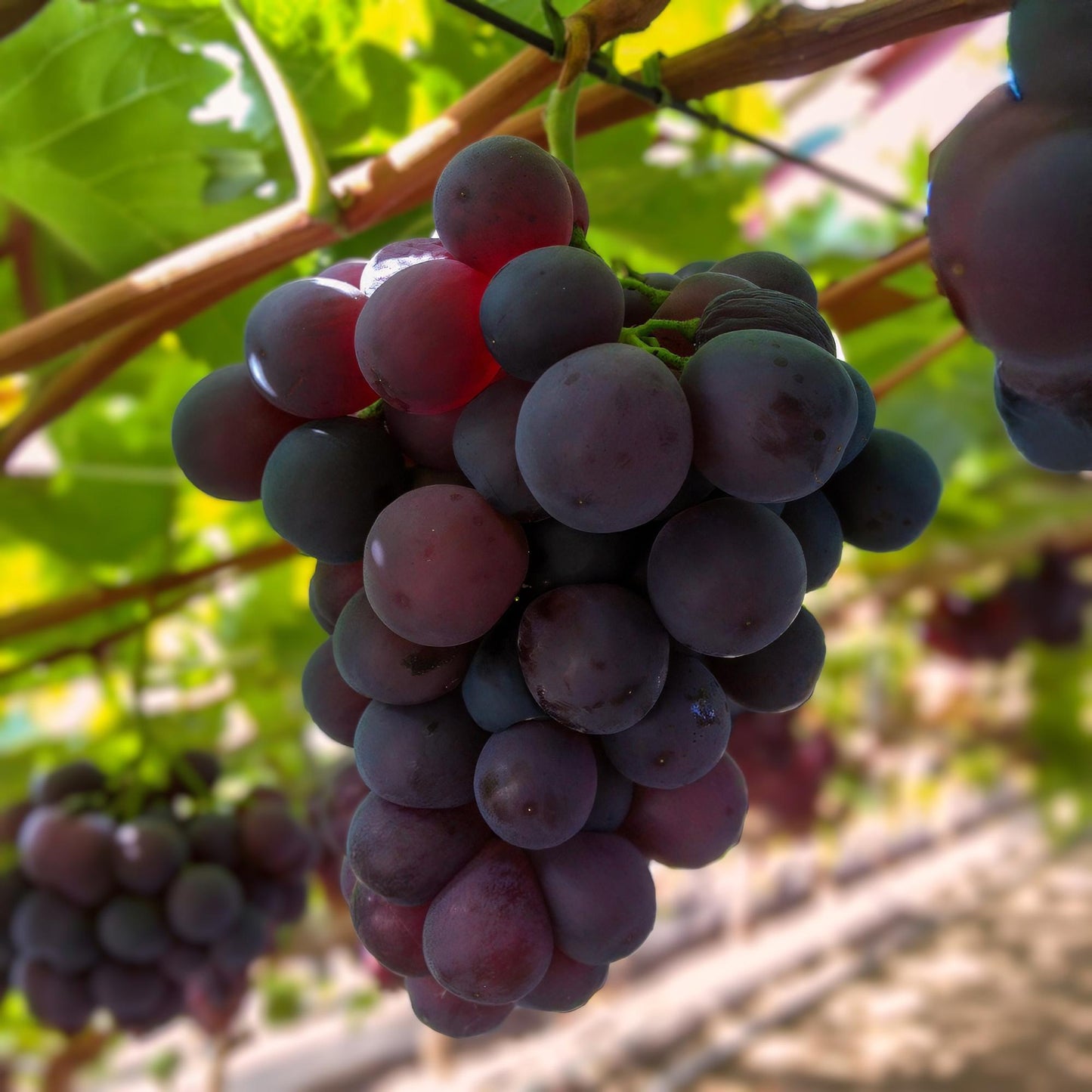 🍇 Vitis vinifera ‘Vanessa’ – Paarse Pitloze Druif (2 Stuks)