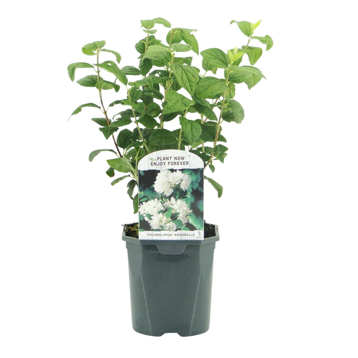 🤍 Philadelphus ‘Snowbelle’ – Boerenjasmijn