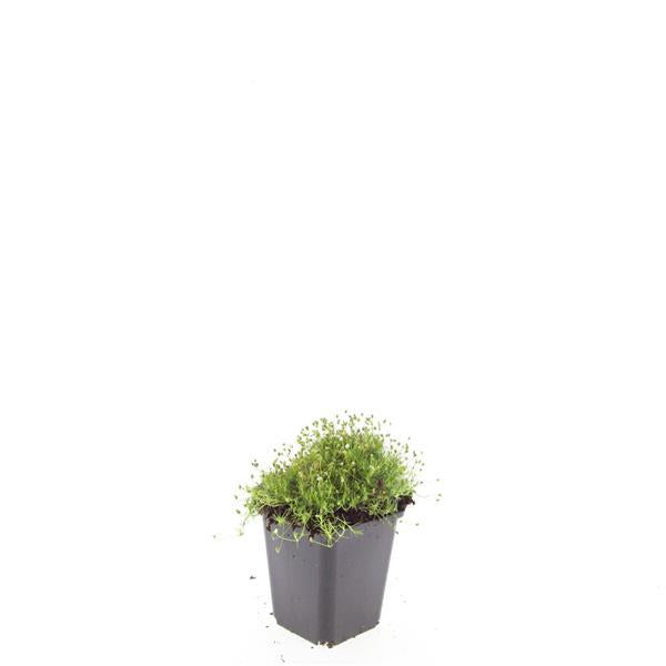 🌿 Sagina subulata – Winterharde Iers Mos Bodembedekker (48 stuks)