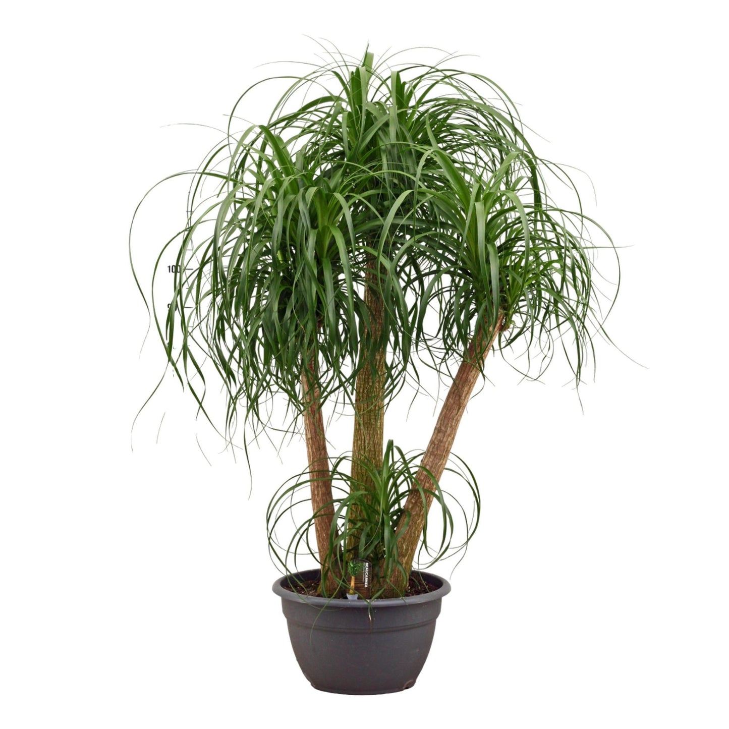 🌴 Beaucarnea Multi Stam – Olifantspoot